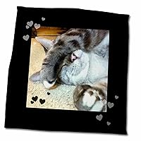 3dRose Cute Sleepy Paw Grey and White Tabby Cat Lovers Photo - Towels (twl-242434-3)