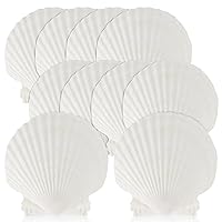 QICQDRAM 16PCS Shells for Crafts 3''-4'' White Scallop Shells, for Baking  Shells, Crafts DIY Painting Beaching Wedding Decoration, Beach Natural