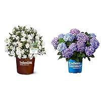 Southern Living Jublilation Gardenia, 2 Gal, Fragrant White Flowers and 1 Gal. Endless Summer Bloomstruck Hydrangea