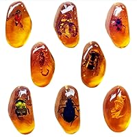 Mua amber fossil chính hãng giá tốt tháng 7, 2024 | Giaonhan247.com