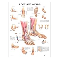 Foot and Ankle Anatomical Chart Foot and Ankle Anatomical Chart Wall Chart