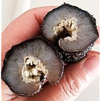DOL Sun Dried Wild Caught Sea Cucumber,Black Pin Small-All Natural Nutritious 天然淡乾冰川小黑米海參 (Small 8oz/bag)