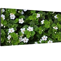 Canvas Wall Art for Living Room Bedroom Bacopa monnieri herb Bacopa is a medicinal herb used Big Large Wall Art Decor Framed Painting Wall Pictures Prints Artwork Office