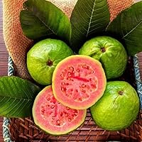 50pcs Tropical Strawberry Guava Organic Pink Guava Seeds - Exotic Flavor Medley and Privacy in Your Garden