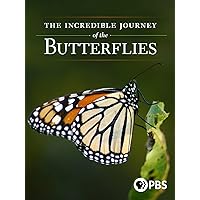 The Incredible Journey of the Butterflies