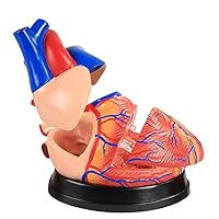 Teaching Model,Heart Anatomical Model, Heart Model, Detachable Teaching Simulation Heart Model, Cardiology Heart Model, Used for Learning and Display in Science Classroom