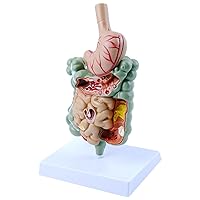 Human Gastrointestinal Disease Demonstration Model, Human Digestive System Anatomy Model, 1/2 Normal Size, Used for Teaching Research
