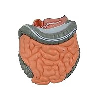Anatomical Intestines and Stomach Model with Remvable Parts Human Large Intestine and Cecum Anatomy Model for Hospital Human Stomach Model