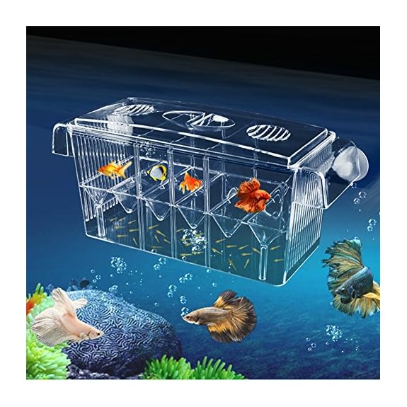 MKDcom 4 Rooms HD Fish Breeding Box Aquarium Breeding Box, Breeder Box for  Fish Tank, Double Hatching Incubator Isolation Box for Guppy Baby Fish  Hatchery : : Pet Supplies