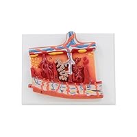 Anatomical Fetal Membrane Placenta Model for Research Human Placenta Anatomy Model Teaching Aids Villus Structure