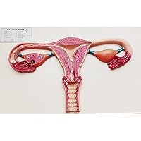 Uterus Ovary Anatomical Model - Uterus Model Medical Anatomical Uterus (Teaching Model)