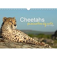 Cheetahs fascinating big cats 2020: Cheetahs are amongst the most fascinating wild cats, but unfortunately the fast hunters are threatened of extinction. (Calvendo Animals)
