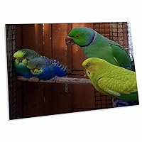 3dRose Edmond Hogge Jr Birds - Ringed Neck Parrots and Parakeets - Desk Pad Place Mats (dpd-44559-1)