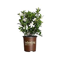 Southern Living Plant Collection Jubilation Gardenia, 2.5 Quart, White Fragrant Blooms and Glossy Green Foliage