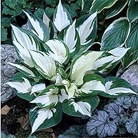 Fire and Ice Hosta - Shade Plant 24