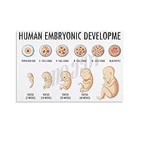 MOJDI Poster of Fetal Development during Pregnancy Obstetrics Department Wall Decoration 1 Canvas Painting Wall Art Poster for Bedroom Living Room Decor 16x24inch(40x60cm) Unframe-style