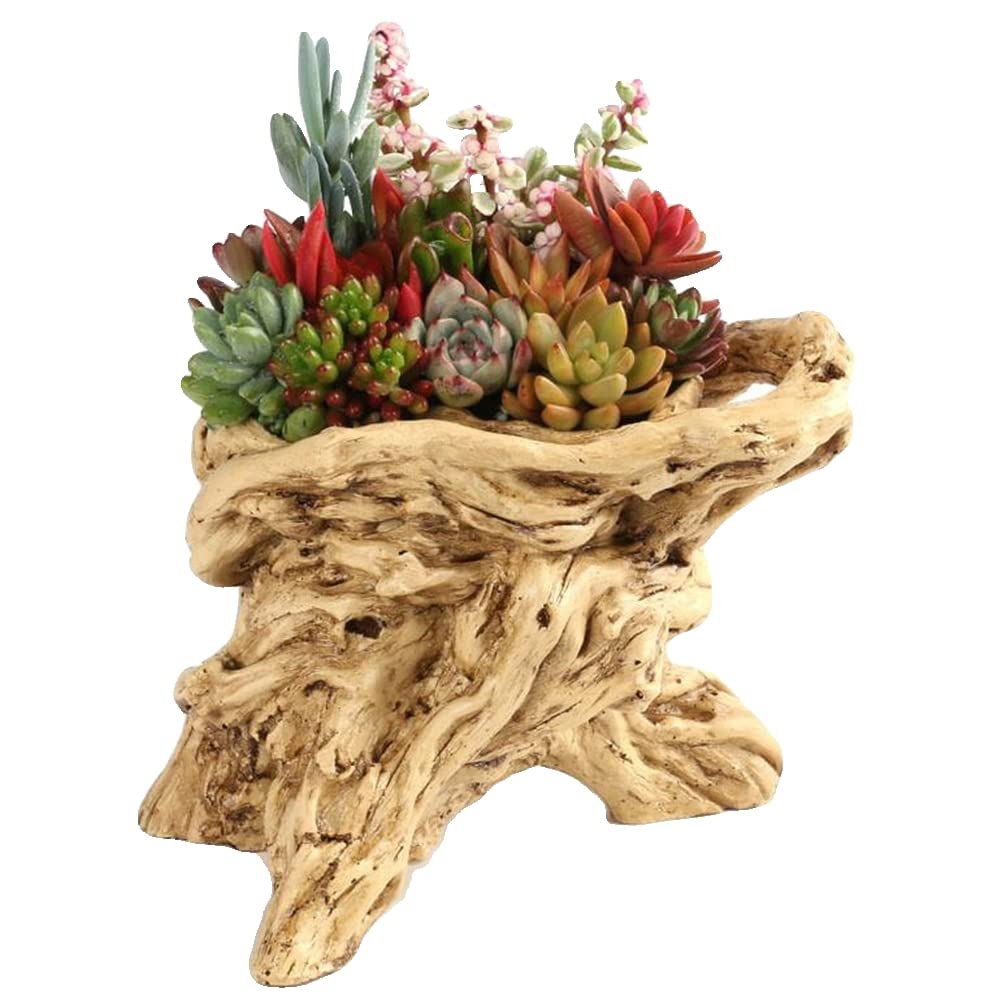 Mua COSMIC TREE Flower Pot, Driftwood, Resin, Succulents, Cactus ...