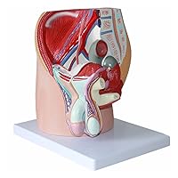 Male Sagittal Reproductive System Model Male Genital Anatomy Model Pelvis Urinary System Teaching Model Medical Training Aid Tool