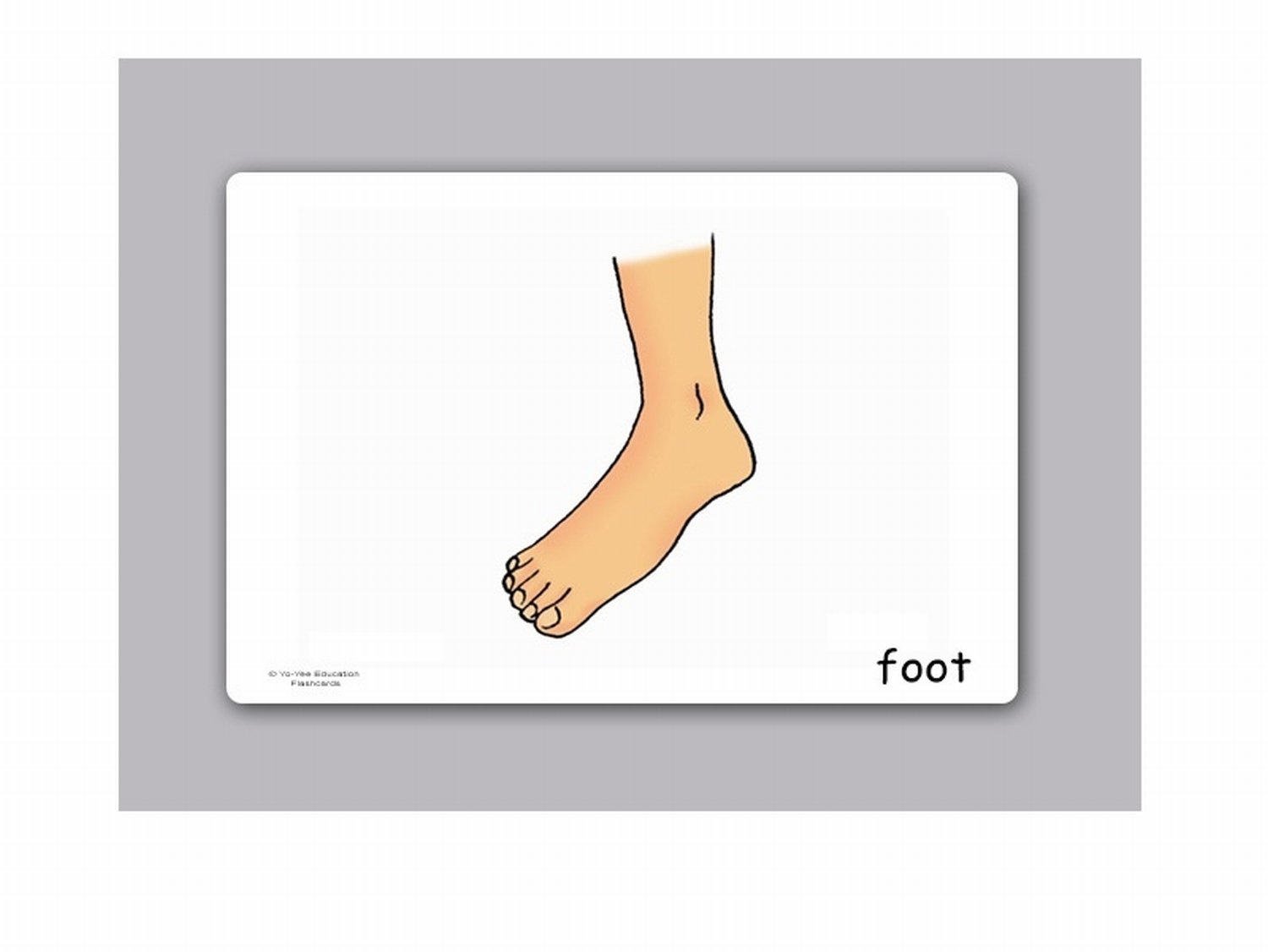 Body Parts Flash Cards for Language Learning in English - 英語フラッシュカード、絵カード、子供, 体の部分, 体