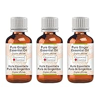 Pure Ginger Essential Oil (Zingiber officinale) Steam Distilled (Pack of Three) 100ml X 3 (10.1oz)