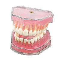 Dental Demonstration Teeth Model - Standard Study Teaching Dental Mode with All Removable Teeth #4004 Silica Gel Material Soft and Bendable Teeth Typodonts