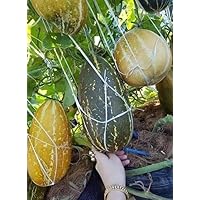 Hat dua bo dua Gang 20 hat Thai Melon Special Yellow Skin Long Fruit Very high Yield Thai Melon Vietnam Dua Gang Seed Musk Melon Long Muskmelon 20 Seeds