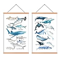 HPNIUB Natural Wood Magnetic Hanger Frame Poster- Shark & Whale Wall Art Print,Sea Life Canvas Poster,Educational Science Wall Art Painting For Classroom Decor, 28X45cm Frames Hanging Kit
