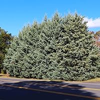 Brighter Blooms - Drought-Tolerant Evergreen Tree, 1-2 ft. - No Shipping to AZ