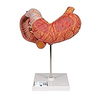 3B Scientific K16 Stomach 3 part - 3B Smart Anatomy