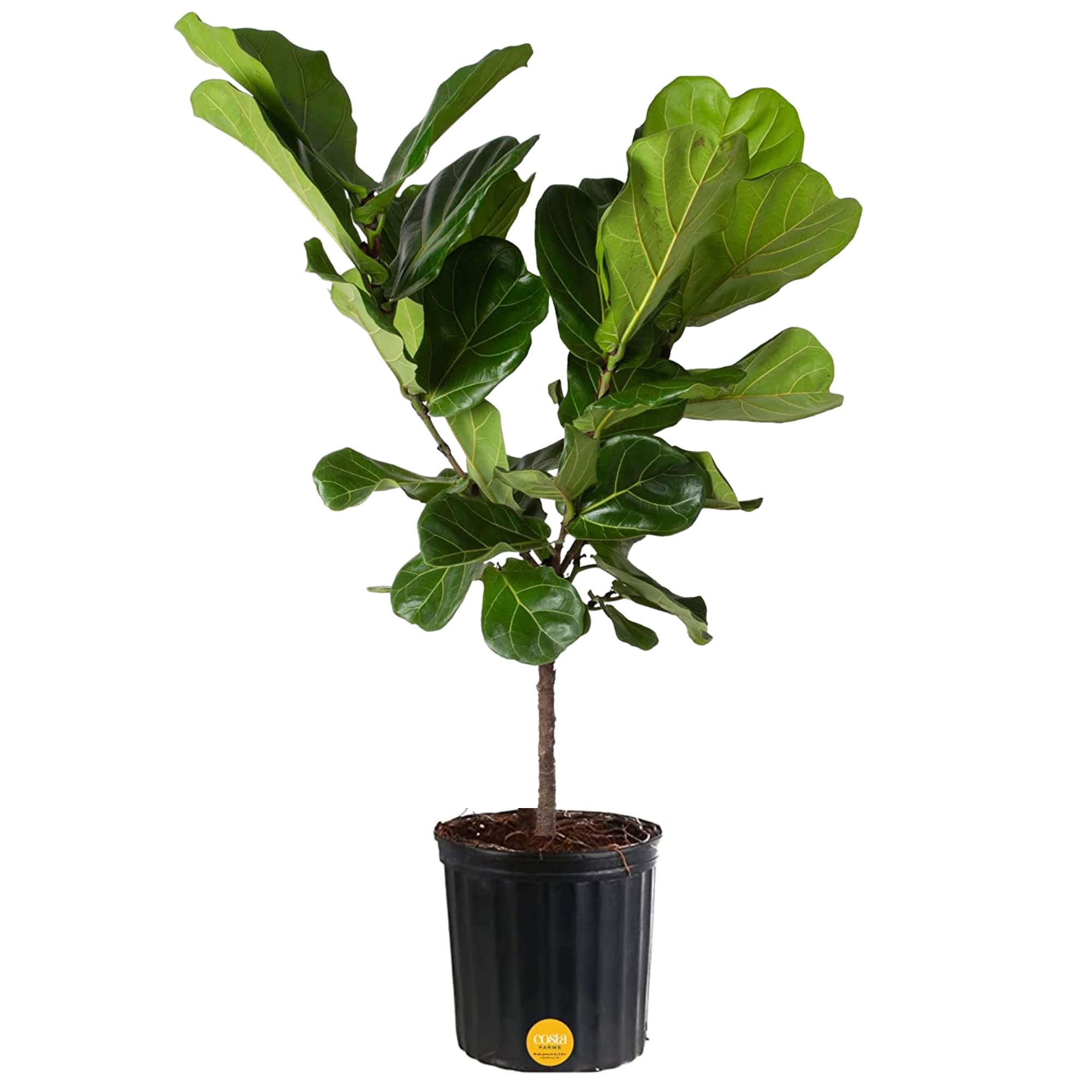 Mua Costa Farms Fiddle Leaf Fig Tree, Live Indoor Floor Plant in ...