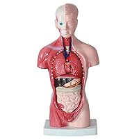 28 CM Male Half Human Torso Anatomy Model, Including 15 Detachable Parts, Scientific and Accurate High-End Medical Teaching Aids