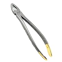 Dental Extracting Extraction Serrated Forceps F1, for Upper Anterior Region, Premium Quality Gold Handle, Stainless Steel