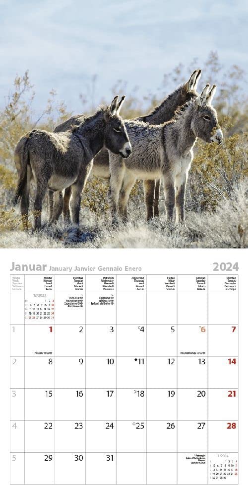 Esel 2024: Broschürenkalender mit Ferienterminen und Bildern von süßen Eseln. 30 x 30 cm