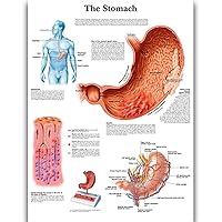 Stomach Science Anatomy Posters for Walls Medical Nursing Students Educational Anatomical Human Organs Skeletal Muscles Poster Chart Medicine Disease Map for Doctor Enthusiasts Kid's Enlightenment Education W