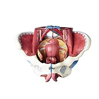 1PC Female Pelvis and Organs, Scientific Model of The Detachable Female Pelvis, Pelvic Floor Muscles and reproductive Organs, Including Uterus, Colon and Bladder