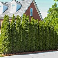 Brighter Blooms - Emerald Green Arborvitae, 5-6 ft. - No Shipping to AZ and OR