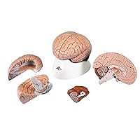 American 3B SCIENTIFIC C16 Brain Model, 4 Part, 14 cm L x 14 cm W x 17.5 cm H