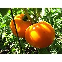 Golden Jubilee Tomato - Beautiful Tasty Golden Yellow Tomatoes..!!(50 - Seeds)