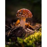 Notebook: fly agaric mushroom moss toxic fungi fungus mushrooms types picking poisonous eating kombucha