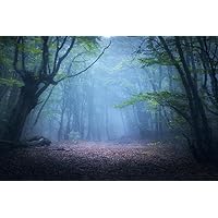 Mystical Morning Foggy Forest Fall Tree Autumn Leaves Photo National Mountain Nature Landscape Park Scenic Scenery Parks Picture America Trees Trail Cool Huge Large Giant Poster Art 54x36