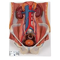 3B Scientific K32 Dual Sex 6-part Urinary System - 3B Smart Anatomy