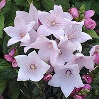 CHUXAY GARDEN 100 Seeds Platycodon Grandiflorus 'Astra Pink' Seed,Balloon Flower, Bellflower Lovely Pink Flowers Dwarf Perennial Flower Grows in Garden and pots