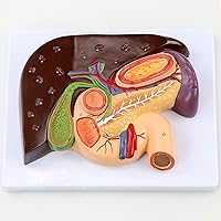 Human Liver Biliary Pancreas Duodenum Anatomy Model, Clear Texture with Digital Indication Marks, Scientific Medical Teaching Aids