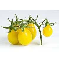 500mg Organic Yellow Pear Tomato Seeds ~300 Seeds Delicious Minis Grape Cherry