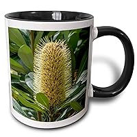 3dRose Danita Delimont - Flower - Banksia integrifolia, Australian honeysuckle - Mugs (mug_345014_4)