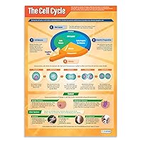 Daydream Education The Cell Cycle | Science Posters | Laminated Gloss Paper measuring 33” x 23.5” | STEM Charts for the Classroom | Education Charts