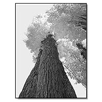 Tree Wall Art Photography Black and White Landscape Prints for Home Decorations