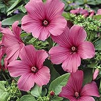 Outsidepride 2000 Seeds Annual Lavatera Rose Tanagra Rose Mallow Flower Seeds for Planting