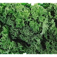 Dwarf Siberian Kale Seeds for Planting Heirloom Non GMO Packets 200 Seeds - Plant & Grow Kale in Home Outdoor Garden, Great Gardening Gift - 1 Packet