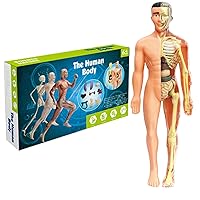 Human Body Model for Kids, 11.2inch Human Body Assembly Toy with Realistic Organ ＆ Skeleton, Removable Human Anatomy for Kids, Science Educational Toys for Kids Age 8-12(Semi-Clear)
